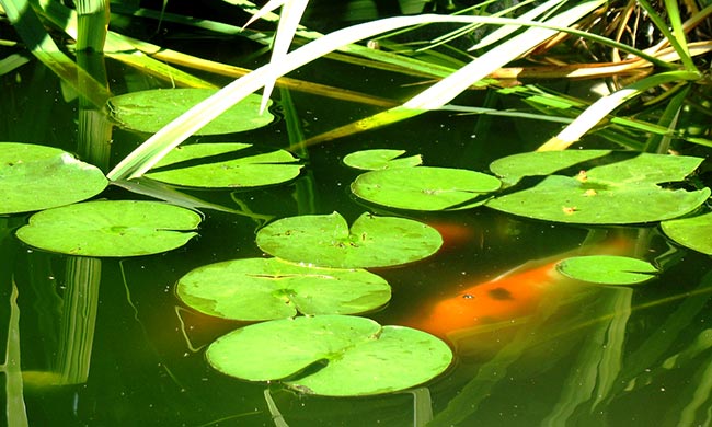 Koi Fish Pond
